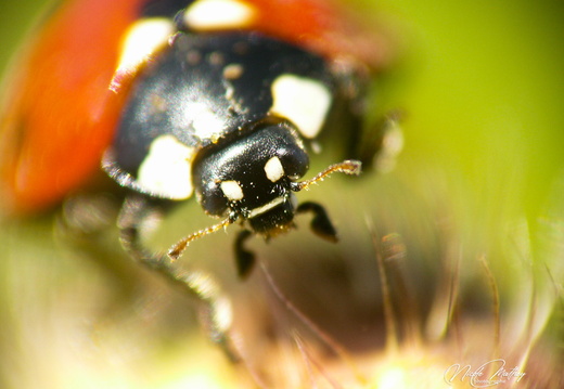 Macro